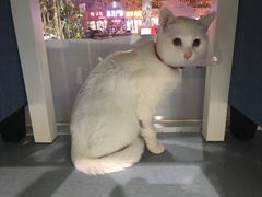 -瑞鹏宠物医院·爱宠堂·骨外专科(西荷分院)