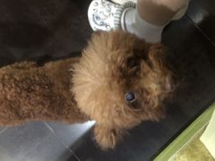 -沉香牛肉面