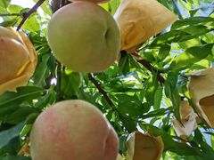 -老袁家蜜桃农场·阳山水蜜桃