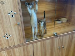 -猫十亿·布偶金渐层·曼基康矮脚猫舍(青年路店)