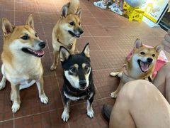 -柴犬高等学院·狗咖·柴犬售卖·宠物训练