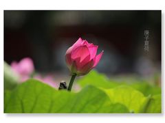 -长春市南湖公园