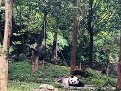 -都江堰中华大熊猫苑
