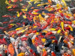 -桂湖森林公园