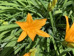 -黑龙江省森林植物园
