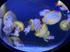 -珠海长隆海洋王国