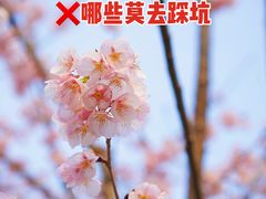 -顾村公园