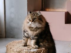 -猫儿山۰猫主题餐厅