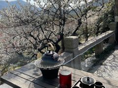 -香雪海