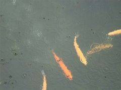 android_upload_pic-昆明动物园
