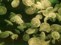 -欢乐海岸海洋奇梦馆