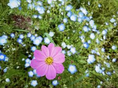 -上海滨江森林公园