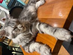 -猫小院猫主题餐厅(三里屯店)