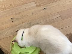 -CAT’S MEWSTAR CAFE·喵星球猫屋(晴湾咖啡店)