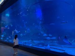 -烟台海昌鲸鲨海洋公园