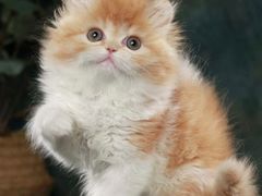 -lincat·猫舍(广州店)