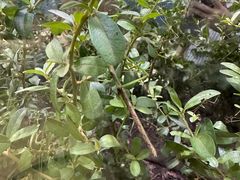 -上海昆虫博物馆