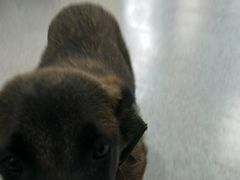 -喜多萌中农锦绣动物医院24H·猫科·牙科MRI·CT