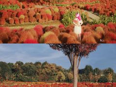 -花开海上生态园
