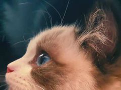 -喵zoo家庭繁育猫舍(尖东智能花园店)