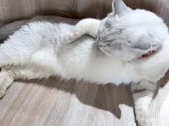 -藏猫猫咖啡主题馆(中央大道店)