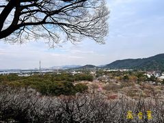 -香雪海