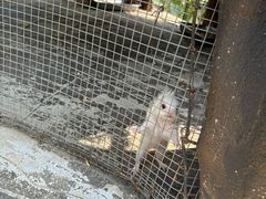 -合肥滨湖国家森林公园