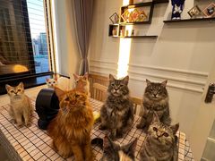 -楼上猫咖(罗湖店)