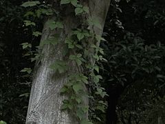 -南京老山国家森林公园