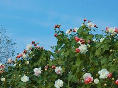 -上海吴淞炮台湾国家湿地公园