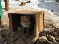 -宫城藏王狐狸村