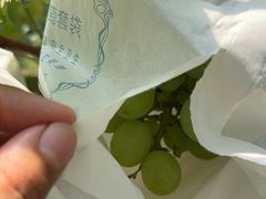 -马陆小张葡萄园农家乐