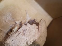 -BeauTea水仙(coco park店)