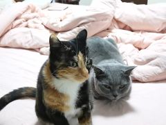 -菲丽丝宠物医院·24小时·猫科中心·免疫点(淮海分院)