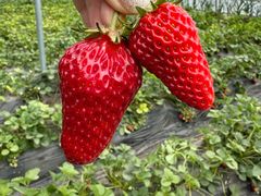 -田趣农庄草莓采摘园