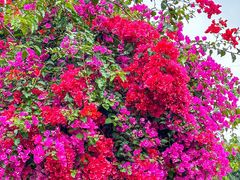 -深圳国际园林花卉博览园