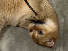 -楼上猫咖(罗湖店)