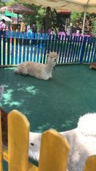 -萌宠亲子动物乐园(槐房万达店)