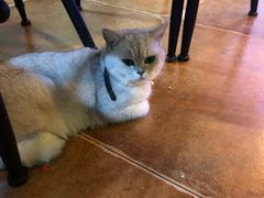 -李小姐の猫咖啡馆(五角场店)