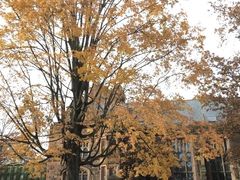 -普林斯顿大学