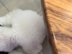 -瑞派康怡24h宠物医院·犬猫医疗中心·微创绝育(瑞景分院)