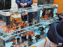 -哈尔滨道外花鸟鱼市场