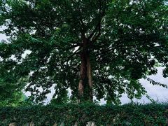 -长寿村