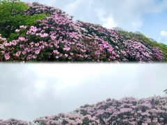 -永州阳明山国家森林公园