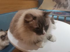 -滚猫咖啡·猫咖·猫友好撸猫(未来城店)