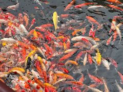 -番禺宾馆丽苑厅