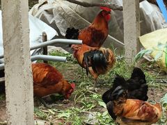 -马陆小张葡萄园农家乐