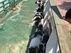 -灵玲国际马戏城