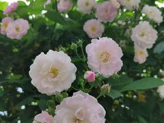 -无锡师范学校附属小学(学前街校区)