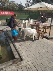 -上美四季动物农场